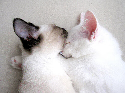 鏖战孟菲斯，当战术板被撕碎，传奇从血泊中站起