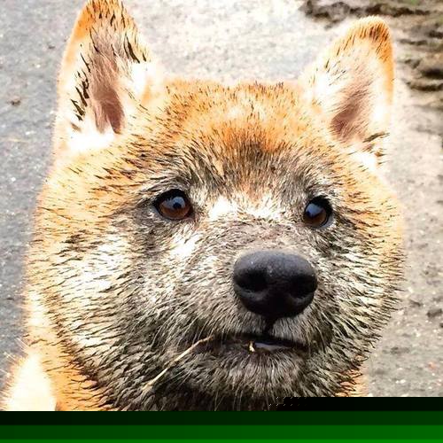 熊猫体育-欧冠决赛焦点战，老鹰节奏掌控马刺，战术博弈中的唯一性胜利