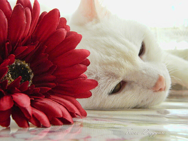 浓眉筑起叹息之墙，独行侠争冠路上擒牛显威